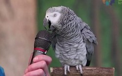 Con vẹt 30 tuổi nhại được 200 âm thanh khác nhau