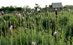 Không phải đi đâu xa, Hà Nội cũng có cánh đồng oải hương đẹp mê hồn