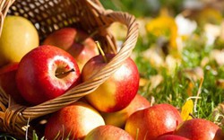 Người Úc làm thế nào để giữ táo tươi ngon suốt 12 tháng?