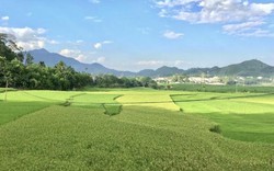 Clip: Nao lòng với những cánh đồng tuyệt đẹp miền núi Quảng Ngãi