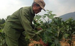 Dễ dàng “đút túi” trăm triệu đồng từ trồng đinh lăng