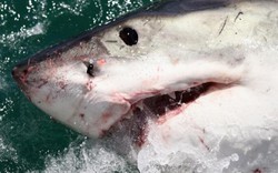 Dân Mỹ đổ ra biển xem cá mập trắng vùng vẫy mắc cạn