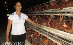 Thụ tinh nhân tạo cho gà, nữ trại chủ thu nhập 3 tỷ đồng/năm