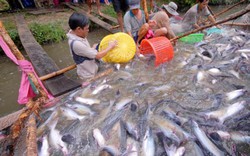 90% cá tra bán tại Mỹ được nhập từ Việt Nam
