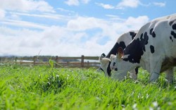 Organic – Xu hướng sống xanh khởi nguồn từ ly sữa hữu cơ tươi ngon thuần khiết