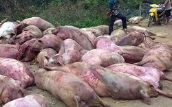 Thịt lợn chết thành "đặc sản": Bộ NNPTNT ra cảnh báo các tỉnh