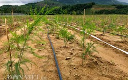"Vác" 1 tỷ đồng lên núi trồng măng tây sạch khủng nhất Quảng Ngãi