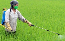 BÁO ĐỘNG: Mỗi năm Việt Nam sử dụng tới 19.000 tấn thuốc trừ cỏ