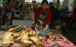 Nơi đầu tiên châu Á cấm ăn thịt chó