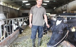 Trai Kinh Bắc nuôi 20 bò sữa vừa làm vừa chơi lãi 2 triệu đồng/ngày