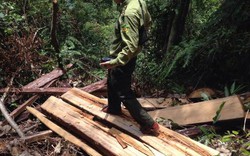Điều tra vụ phá 3 ha rừng ở Nghệ An