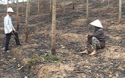 Quảng Trị: Vườn cao su hàng trăm cây nghi bị kẻ xấu đốt cháy