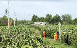 Hỗ trợ nông dân trồng thanh long dùng đèn tiết kiệm điện