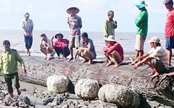 Cây dầu nghi 200 tuổi được phát hiện ở bãi biển Cà Mau