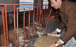 Chiêm ngưỡng trang trại lợn rừng sạch "khủng" 12.000 con ở Hà Nội