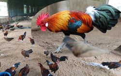 Trang trại 5.000 con gà rừng "tai trắng, tai đỏ" được thuần hóa