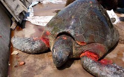 Rùa biển quý hiếm nặng hơn 70kg dạt bờ biển Nam Định