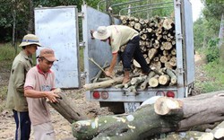 Thương nhân Trung Quốc tranh mua gỗ cao su, giá tăng “chóng mặt”