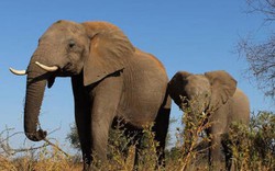 730.000 con voi ở châu Phi "bốc hơi" đi đâu?