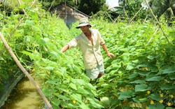 Bỏ lúa trồng màu, nông dân lãi 66 triệu đồng/ha