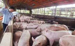 Bộ trưởng: Còn 25.000 đồng/kg, giá lợn Việt Nam đã rẻ nhất thế giới