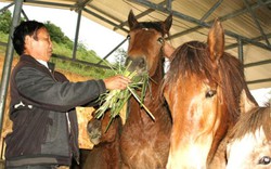 Mang tiếng “Bật Mã Ôn” vì nuôi đàn ngựa hơn 60 con