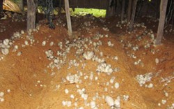 Tận dụng phế thải của nấm sau thu hoạch để trồng... nấm rơm