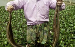 Nuôi con tiền tỷ: Chàng trai Quách Tĩnh sở hữu đàn rắn mòng 200 con
