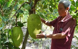 Trồng cây ăn trái, nông dân dễ thoát nghèo