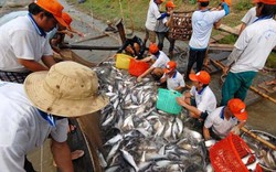 Đồng Tháp: Khát giống cá tra, hơn 100ha ao nằm phơi nắng