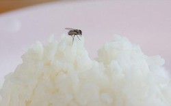 Điều gì xảy ra khi một con ruồi đậu lên thực phẩm?