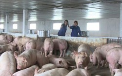 Giá lợn rớt thê thảm: Khơi thông thị trường ASEAN thay Trung Quốc