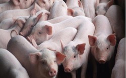 Bộ Công Thương lần đầu "lên tiếng" về giá lợn giảm: Do Trung Quốc
