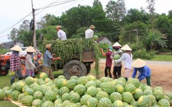 Cảnh báo: Xuất khẩu dưa hấu sang Trung Quốc nhiều chông gai