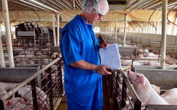 Heo nội rớt giá kỷ lục trong khi thị trường thịt lợn toàn cầu ổn định