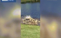 Cá sấu "khủng" đại chiến trên sân golf Mỹ