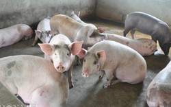 Sáng 28.4, Tọa đàm trực tuyến: Giải cứu ngành chăn nuôi lợn