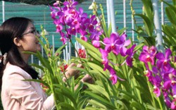 Vườn hoa lan tiền tỷ của người phụ nữ "thép" giữa Sài Gòn
