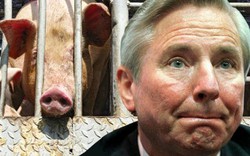 Nông dân Úc phải bắn bỏ đàn lợn vì rớt giá không phanh