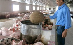 Một số doanh nghiệp bắt đầu triển khai giải pháp giải cứu giá lợn
