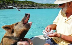Khám phá thiên đường của lợn hoang ở Bahamas