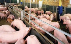 Tọa đàm trực tuyến “Giải cứu ngành chăn nuôi lợn”