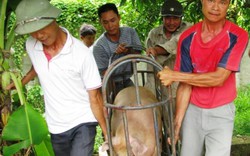Bộ Công Thương cuối cùng cũng vào cuộc giải cứu đàn lợn “tồn” trong dân