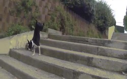 Clip: Những cách leo cầu thang "siêu lầy" của chó cưng