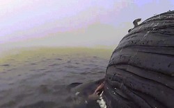 Cá mập mang thai gặm xác cá voi khổng lồ suốt 17 tiếng