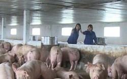 Chúng tôi vẫn mua lợn của người nông dân với giá 35.000 đồng/kg