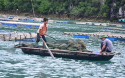 Quảng Ninh: Công bố nguyên nhân khiến hàu nuôi chết hàng loạt