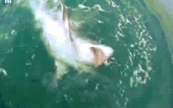 Video: Ngư dân Anh câu cá mập 2 tạ, "khủng" nhất thế giới