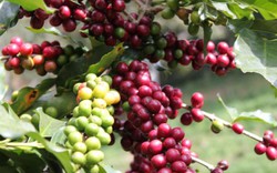 Giá nông sản hôm nay 29.4: Giới đầu cơ vẫn bi quan về giá cà phê?