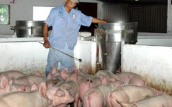 Thực phẩm sạch: Cứ nuôi thịt lợn sạch, không lo đầu ra